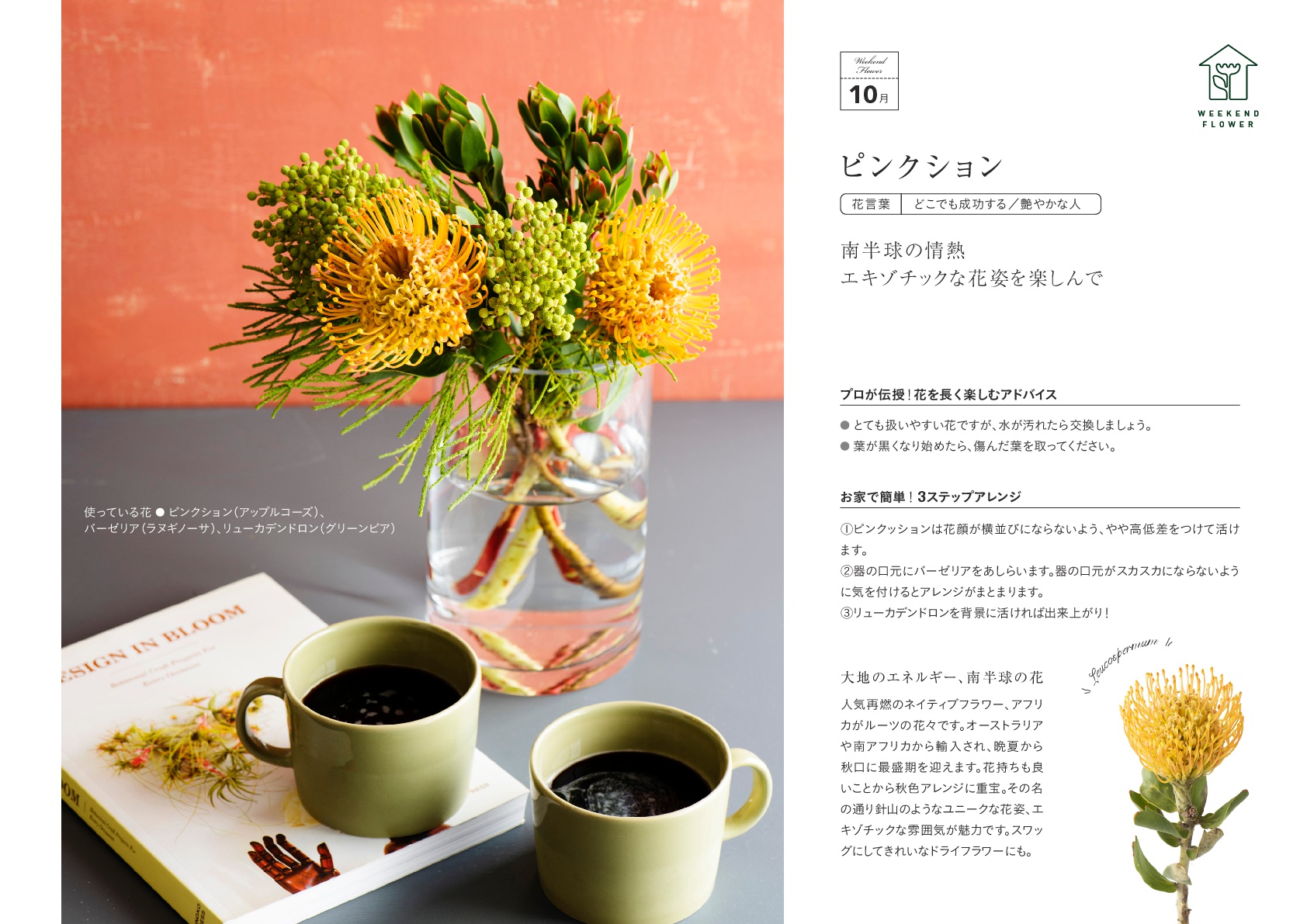 10月ピンクッション 花のある週末を Weekend Flower 花の店サトウ 公式サイト