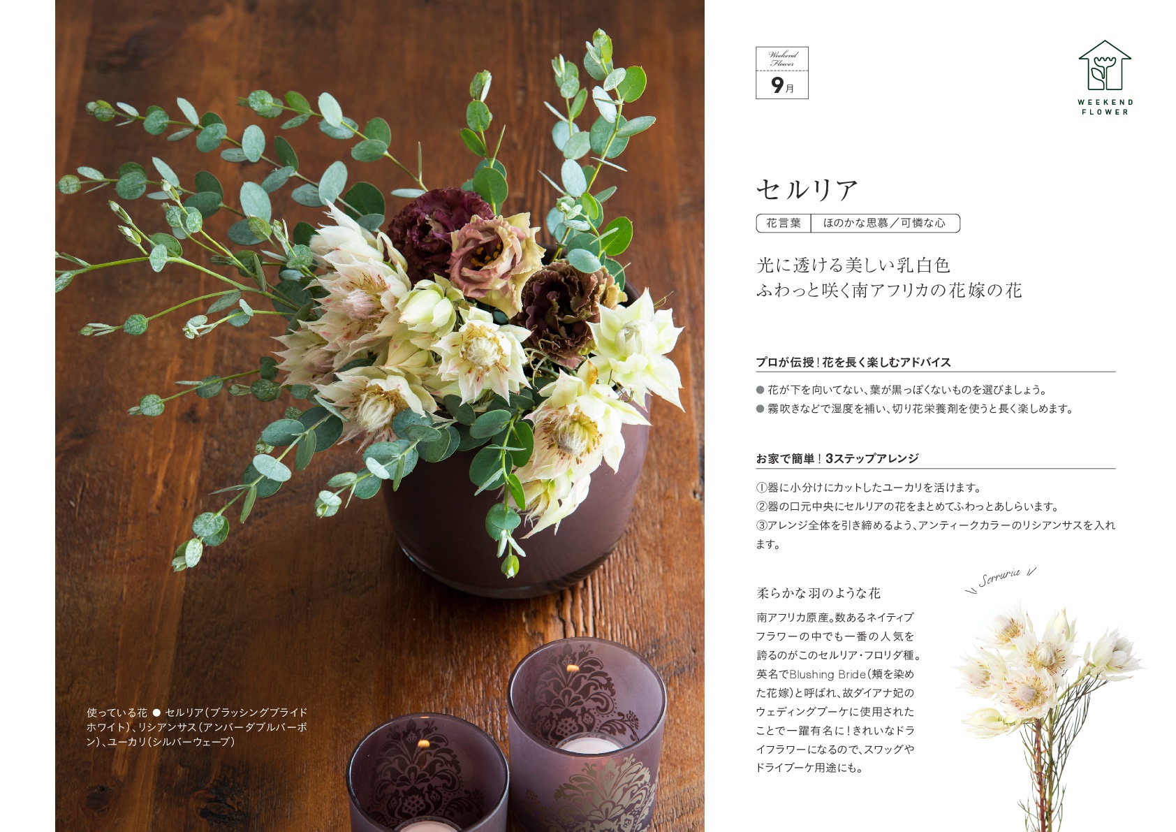 9月セルリア 花のある週末を Weekend Flower 花の店サトウ 公式サイト