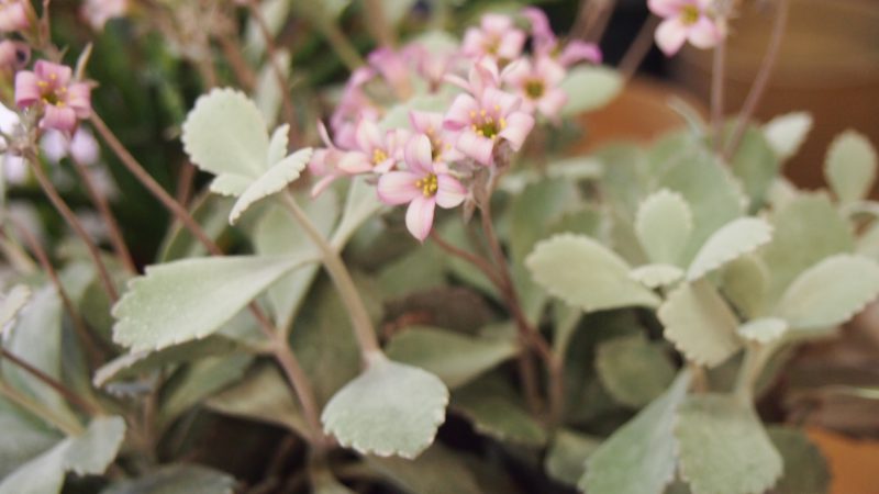 【多肉植物】カランコエ「プミラ」