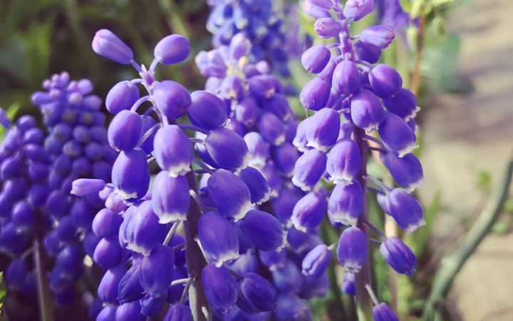 ママ！ぶどうのお花が咲いてるよ！