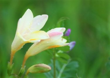 誕生月の花 花の店サトウ 公式サイト