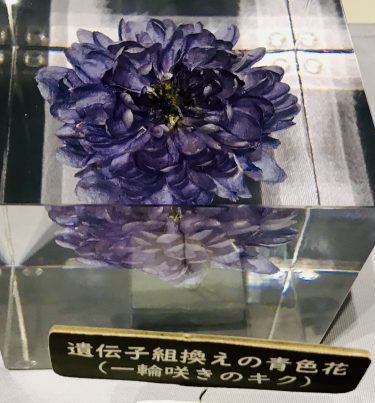 青い菊