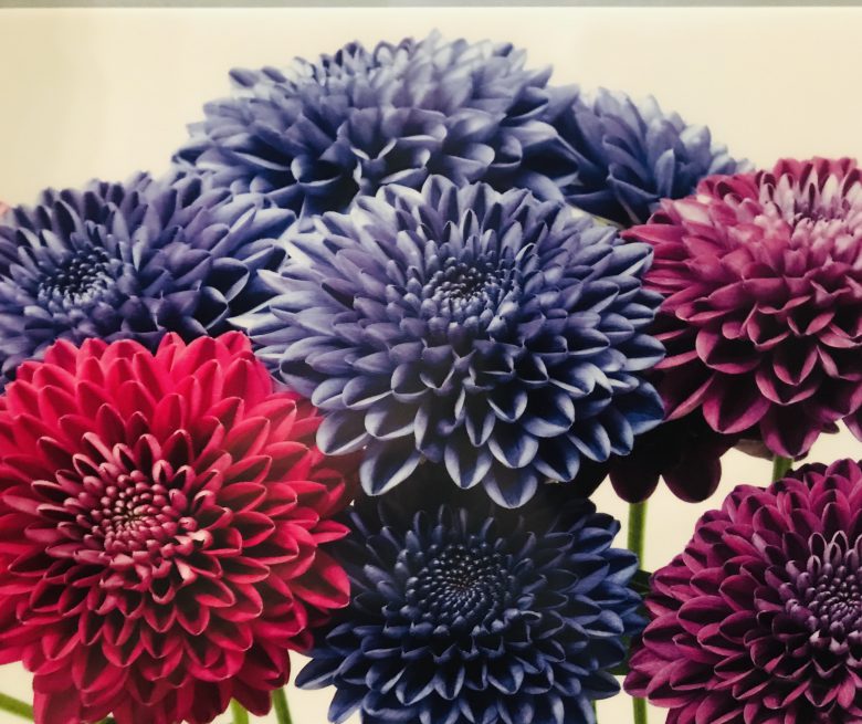 農研機構「花き研究シンポジウム」に出席しました 花の店サトウ 公式サイト