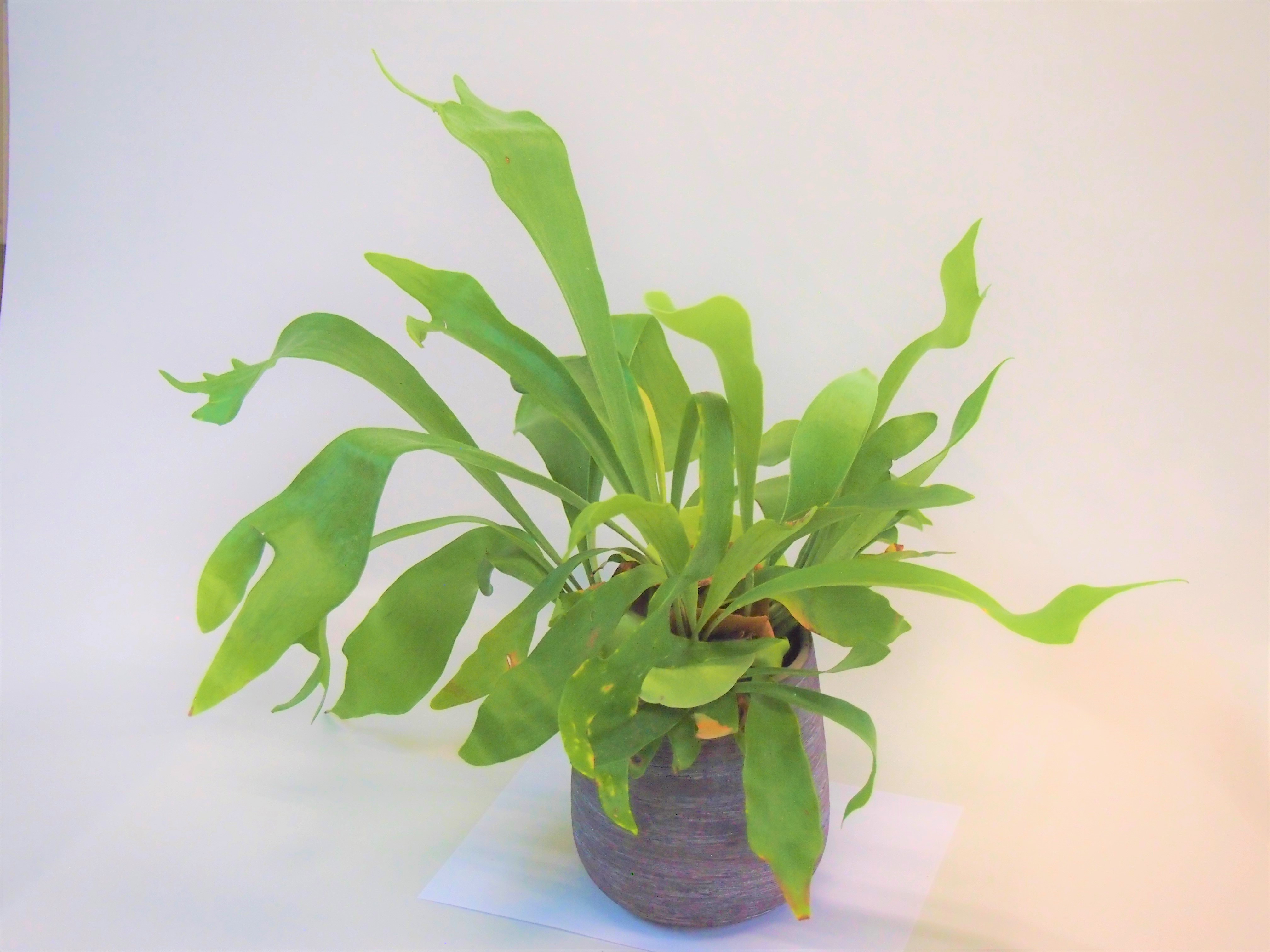 ghost ビカクシダ コウモリラン 観葉植物 植物 【観葉植物】コウモリ