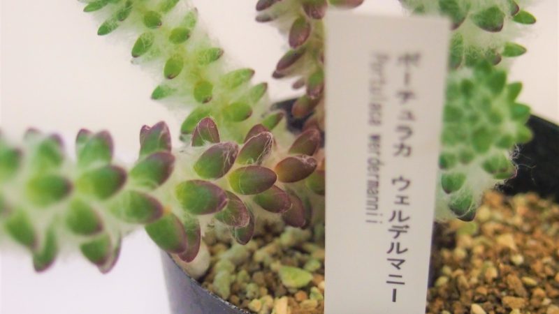 【多肉植物】ポーチュラカ･ウェルデルマニー