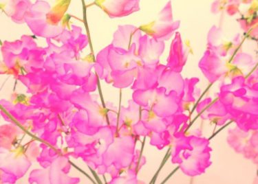 誕生月の花 花の店サトウ 公式サイト