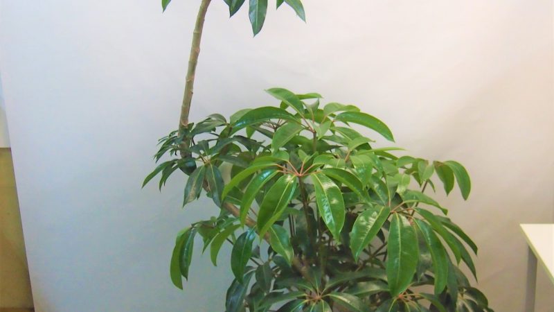 【観葉植物】ツピダンサス・カリプトラツス