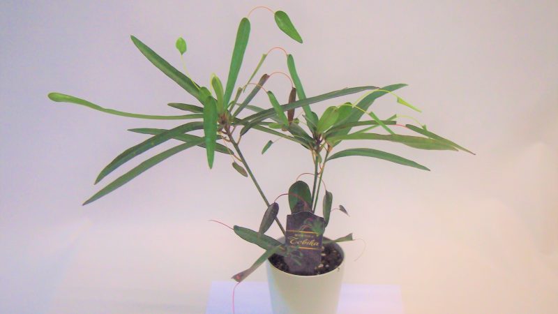 【観葉植物】クロトン「飛び葉」