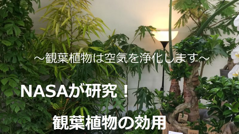 観葉植物でお部屋の空気をきれいに － エコ・プラントの効果とおすすめ品種