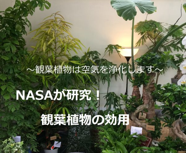 観葉植物でお部屋の空気をきれいに エコ プラントの効果とおすすめ品種 花の店サトウ 公式サイト