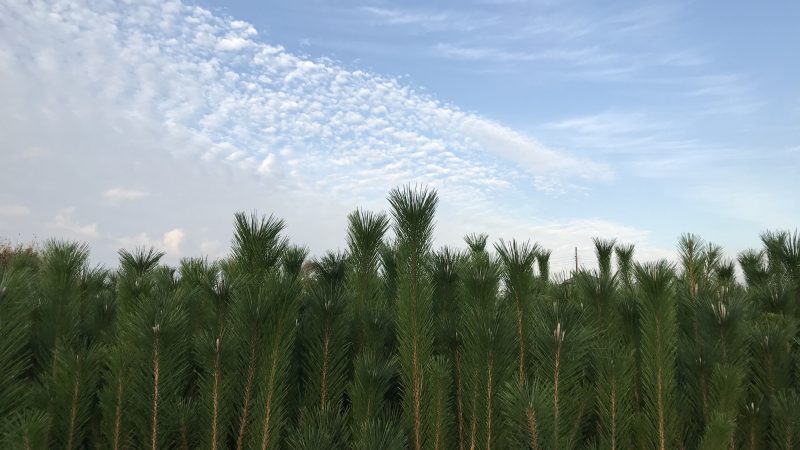 産地見学 〜茨城県の松と千両〜